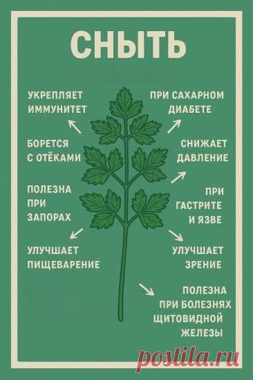 Сныть - полезные свойства